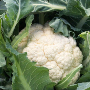 Brassica (Cabbage Cauliflower) Exporters