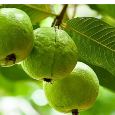 Largest Guava Exporter in the World