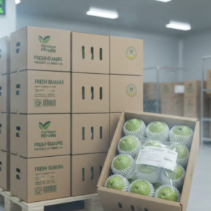 Largest Guava Supplier