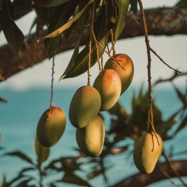 Largest Mango Exporter in the World