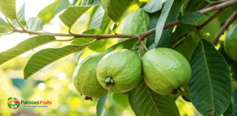 Pakistani Guava Exporter