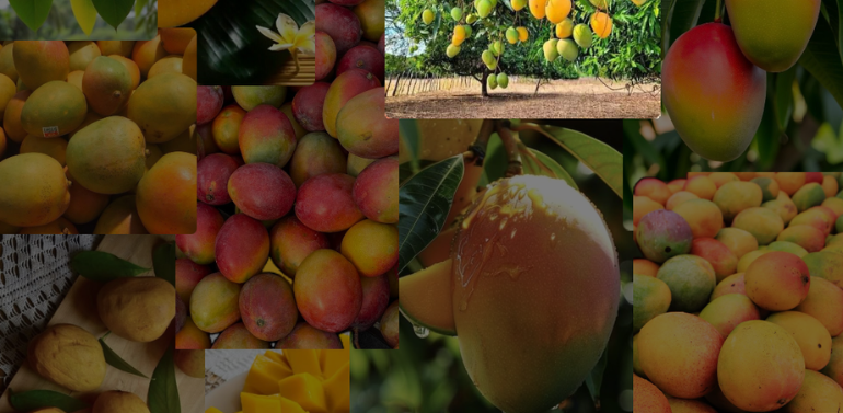 Pakistani Mango Exporter