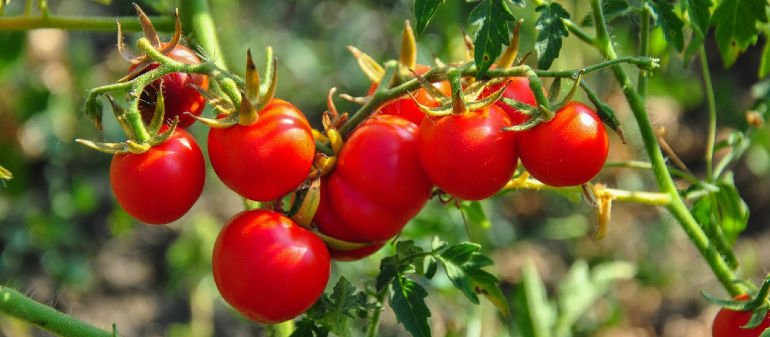 Tomato Exporter