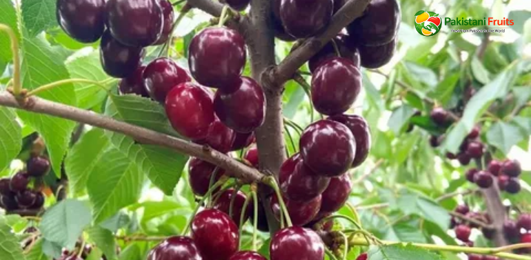 cherries exporter