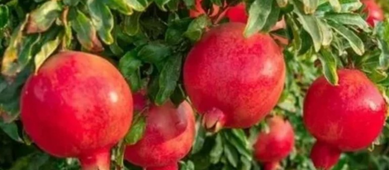 pomegranate exporter