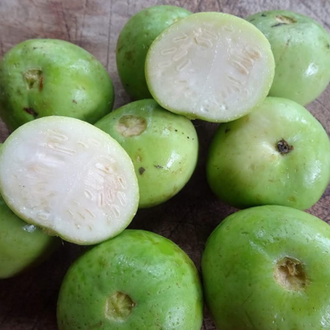 Apple Gourd exporter