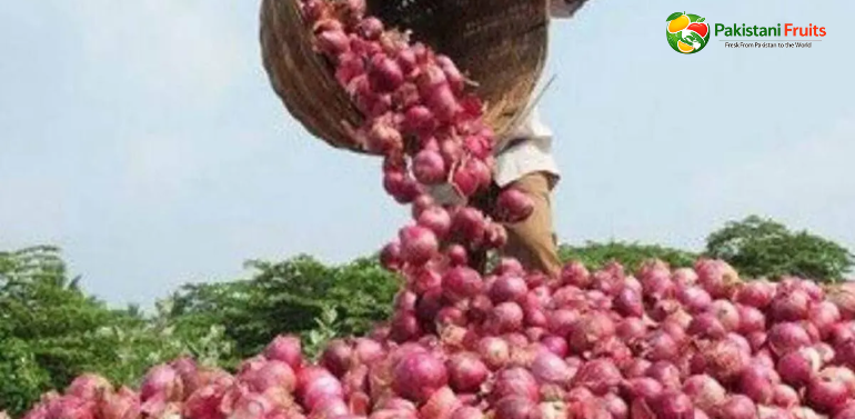 Onion Exporters