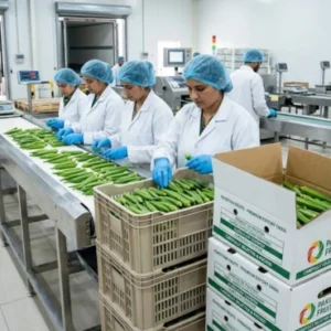Okra Export Packaging Solutions