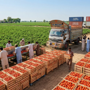 Wholesale Tomato