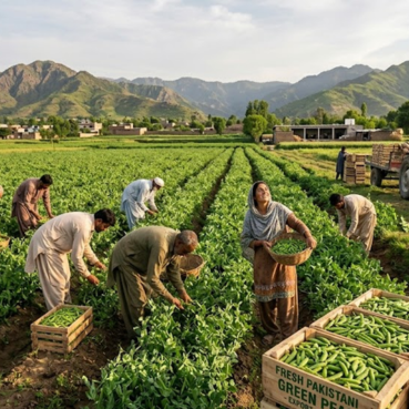 Pakistani Fruits as Your Peas Supplier