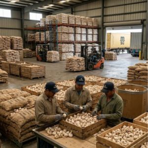 Wholesale Garlic Supply for Global Buyers